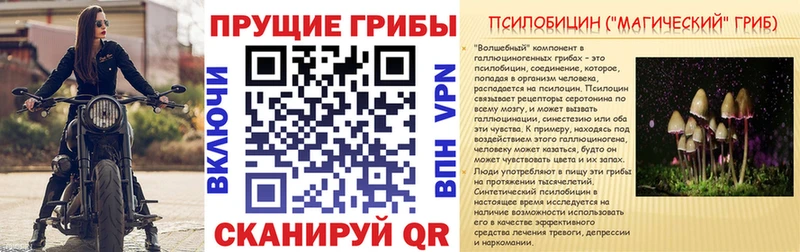 Псилоцибиновые грибы Psilocybe  Кудымкар 
